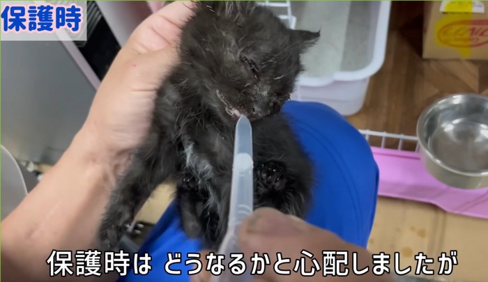 子猫にシリンジで水を飲ませる