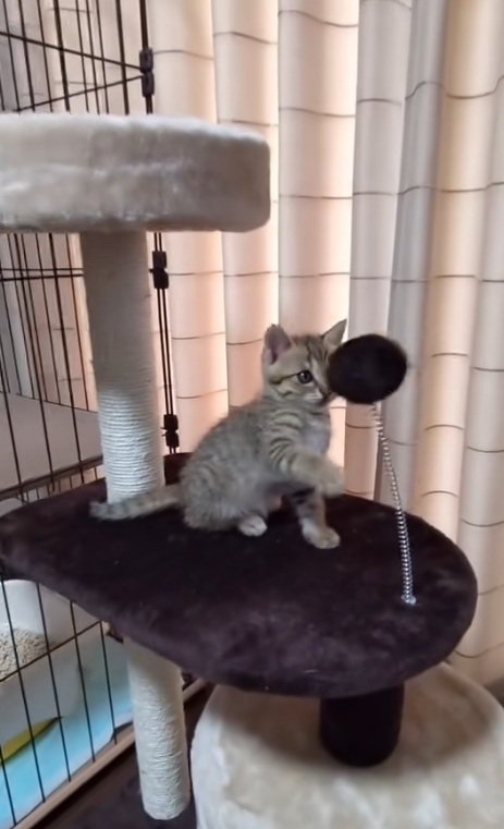 顔にぽんぽんが顔にあたるキジトラの子猫