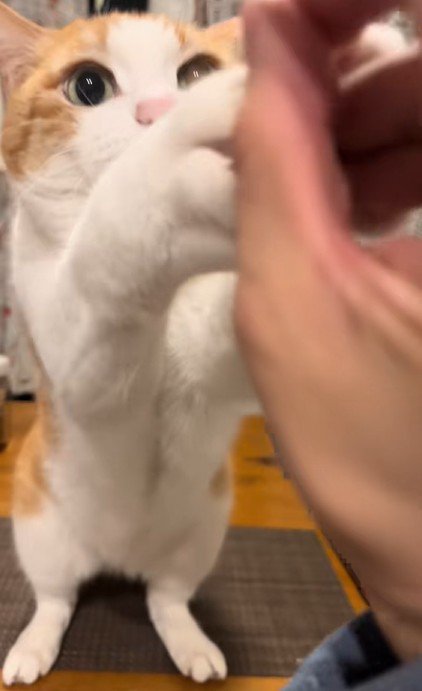 立ち上がる猫