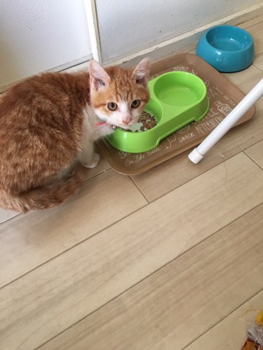 ご飯を食べる猫