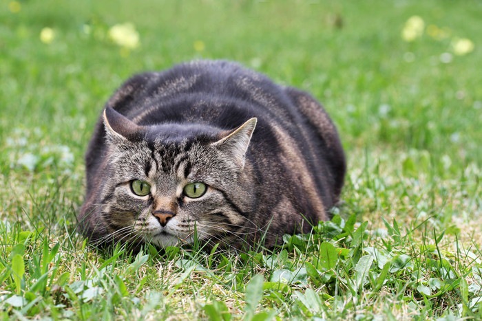 姿勢を低くする猫