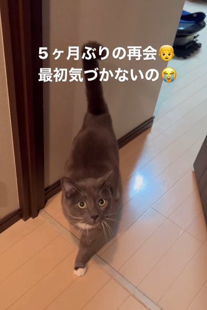 ドアから外に出てくる猫