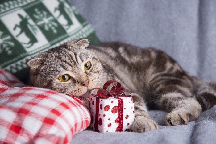 プレゼントの箱を抱えた猫