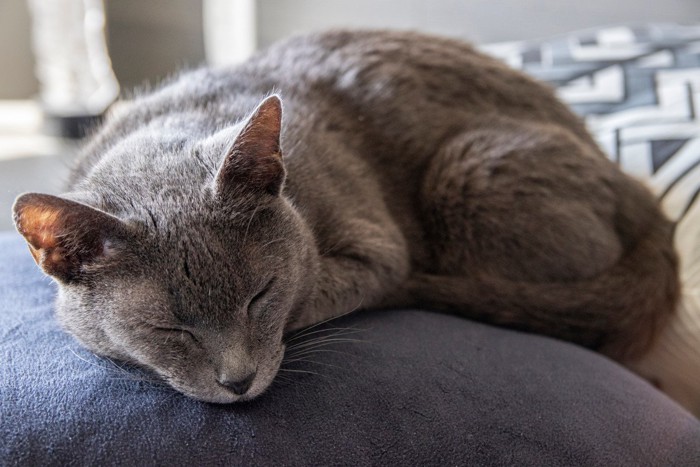 寝ている猫