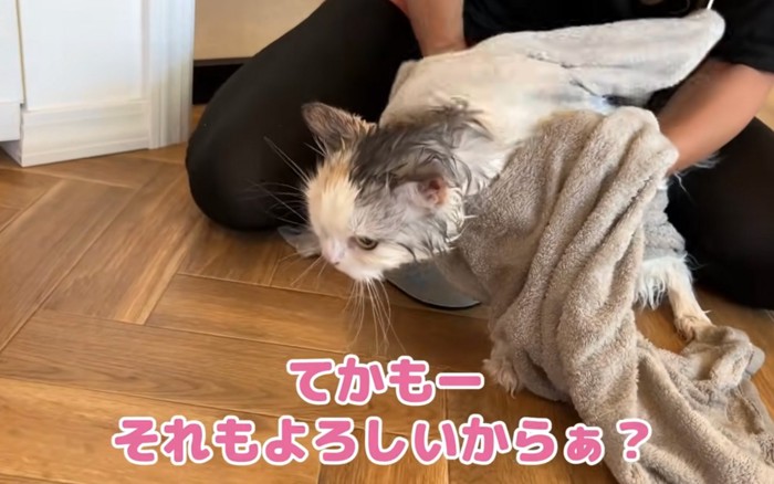 拭かれる猫