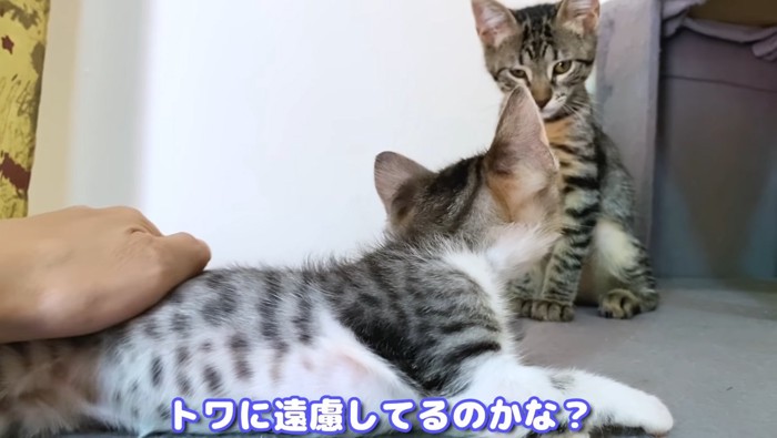 撫でられている子猫を後ろから見ている子猫