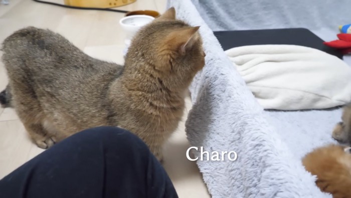 チャロちゃんが様子を見に来た