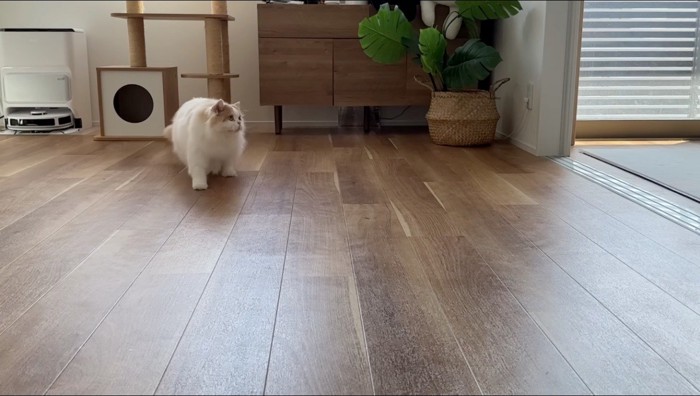 飼い主の方を見て、逃げ腰になる猫