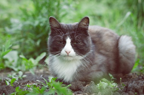 草原に居る黒と白の猫