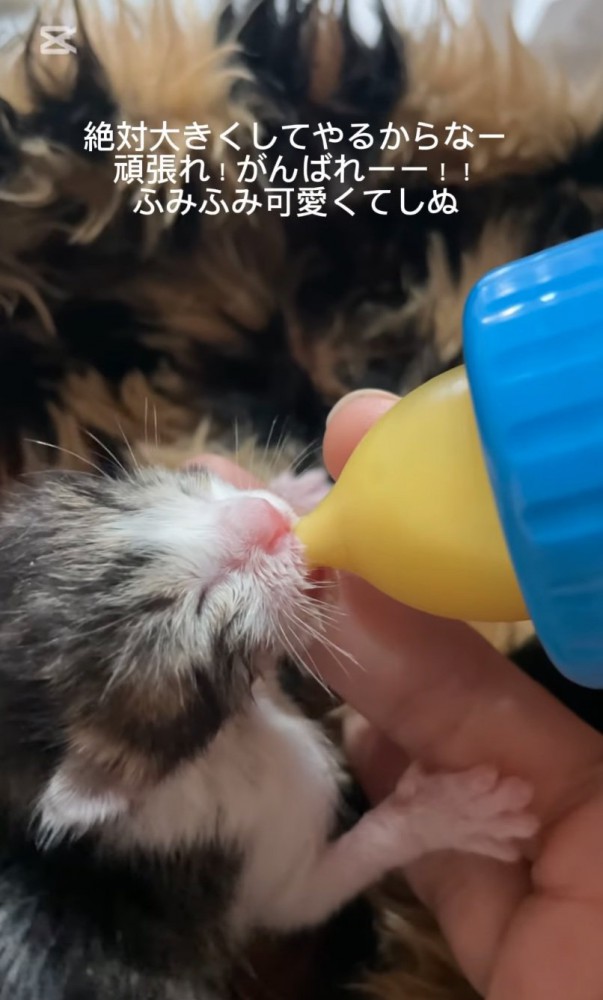 ミルクを飲む赤ちゃん猫