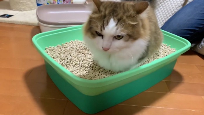 トイレ使用中