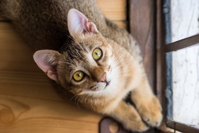 スフィンクス座りで見上げる猫