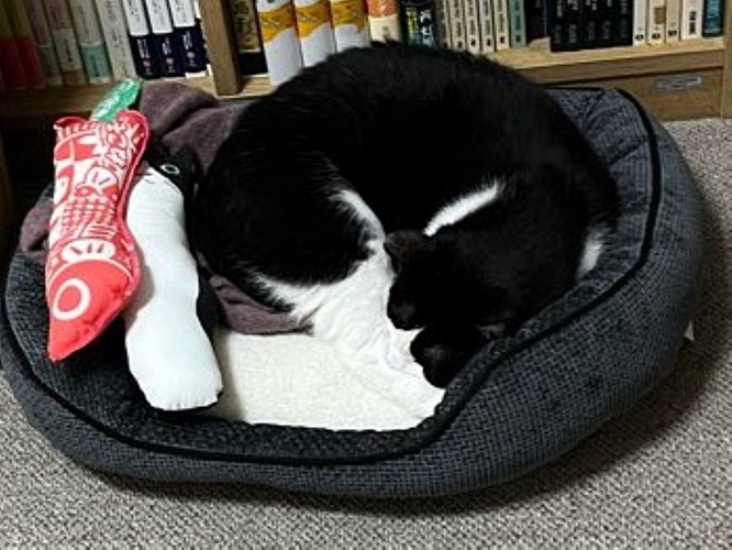 ペットベッドで丸くなって眠る猫