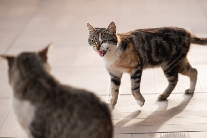 警戒し合う猫