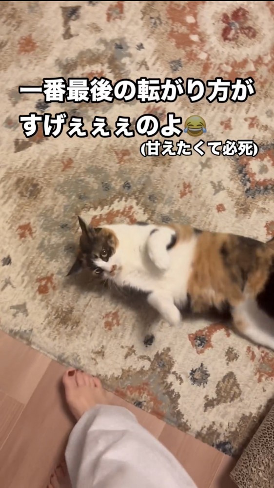 絨毯の上に寝転がる猫