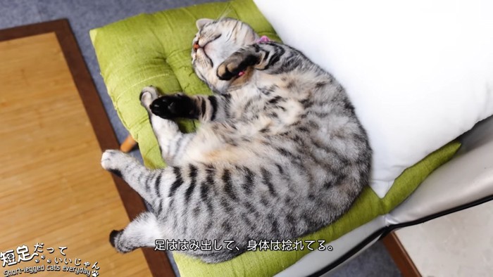 緑色のクッションの上で仰向けで寝る猫