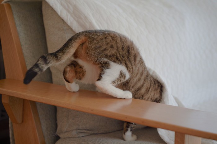 慌てて隠れようとする猫