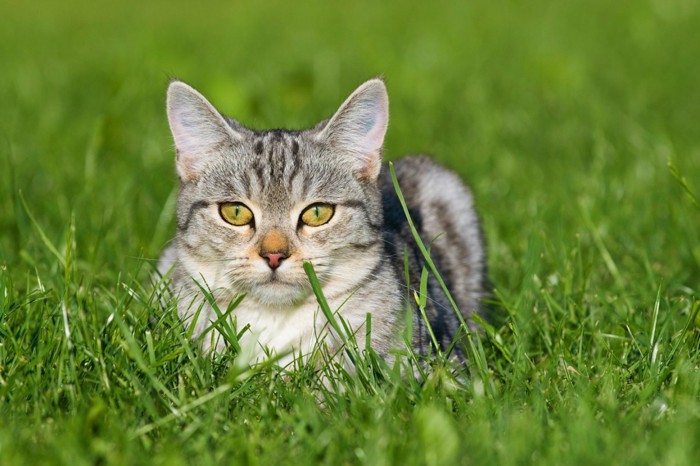 草むらの猫