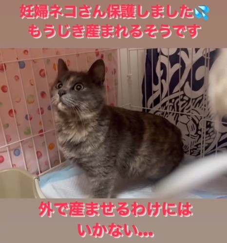 ケージの中にいる猫