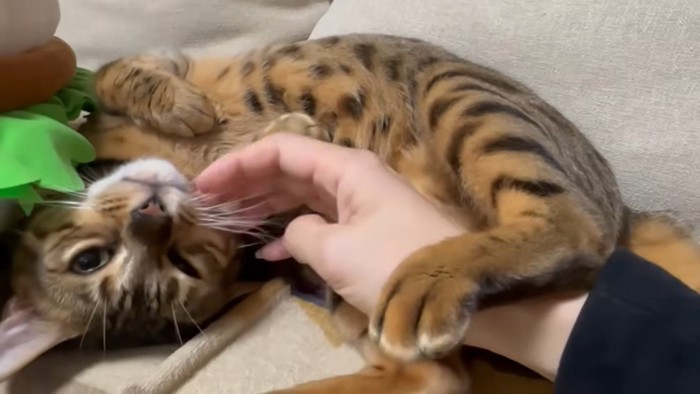 撫でてもらっている猫