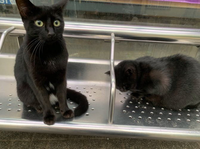 こちらを見つめる黒猫