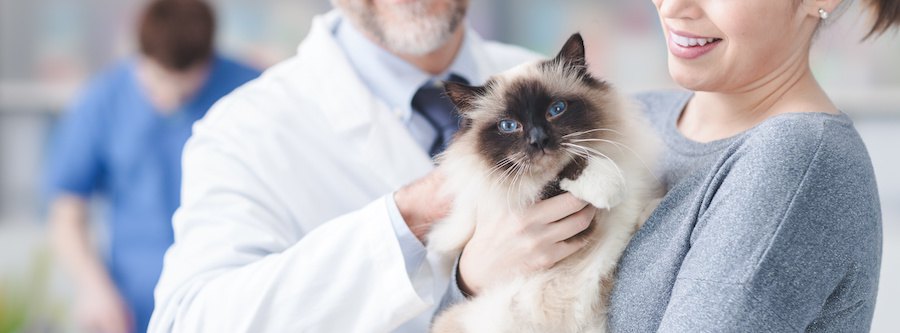 笑顔で猫を抱く女性と獣医師