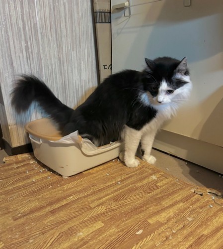 子猫用トイレで用を足す白黒猫