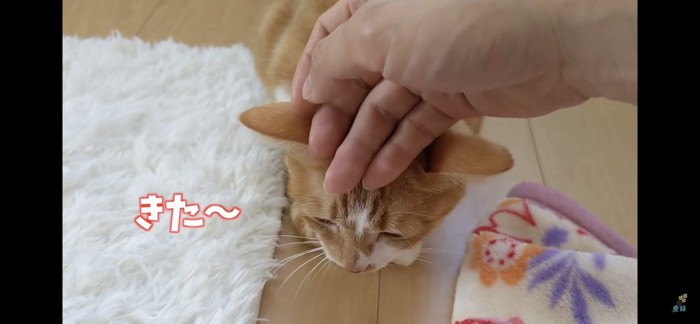 なでなでされる猫