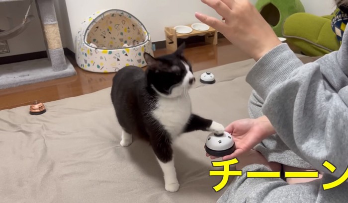 ベルを鳴らす猫