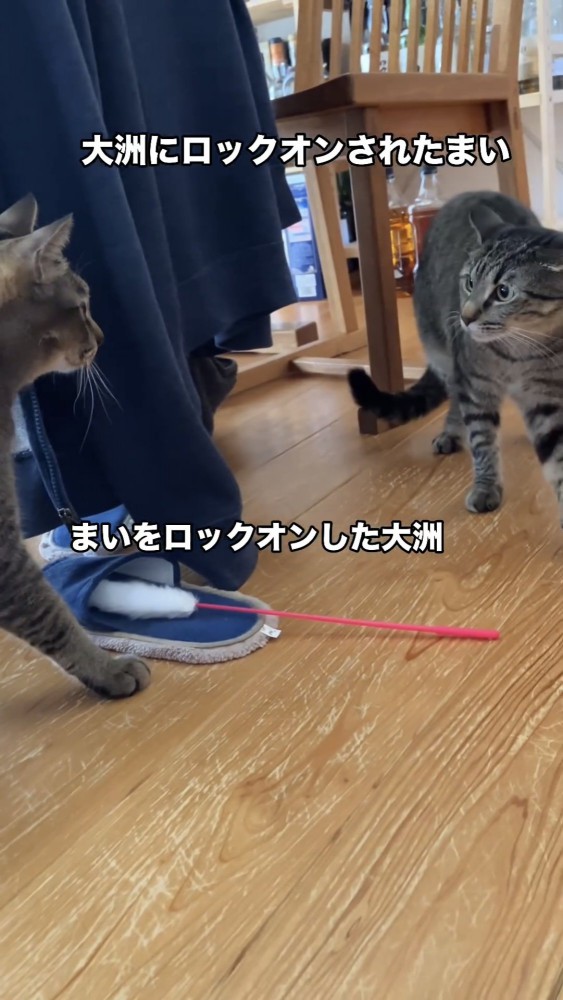 にらみ合う2匹の猫