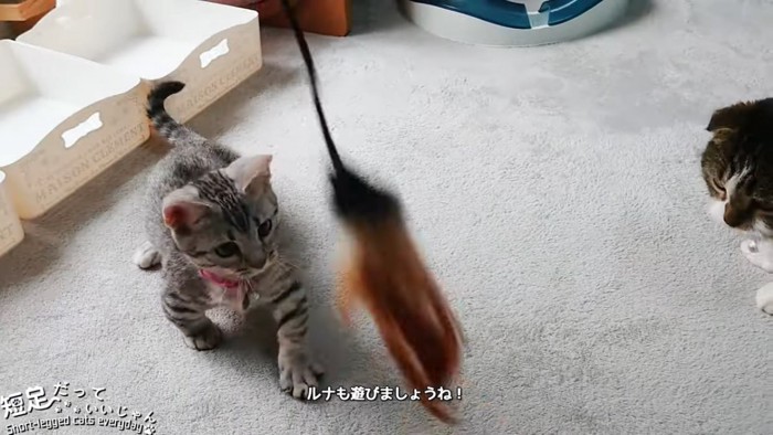 おもちゃに向かう子猫