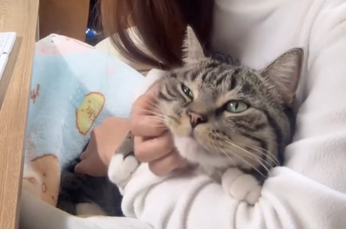 抱っこされる猫