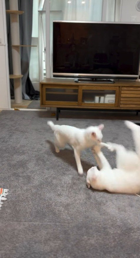 部屋を駆け回る猫2匹