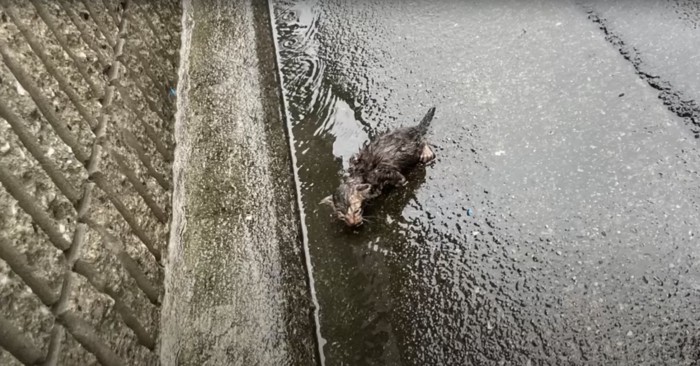 道路でびしょ濡れになっている子猫