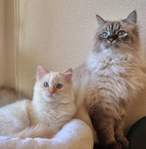 座っている猫の近くで丸くなっている猫