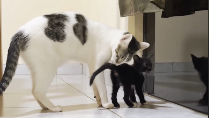 黒猫の後ろに白猫