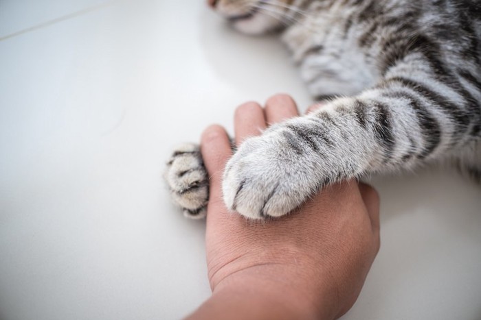 飼い主の手をそっと掴む猫の手