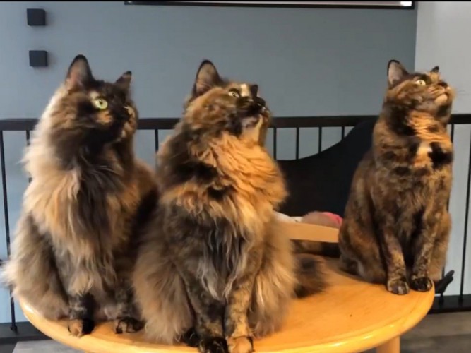 左を向く3匹のサビ猫