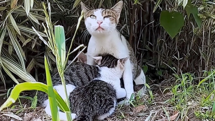 野良猫時代、子猫を守るメイちゃん