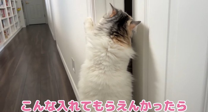 伸び上がる猫