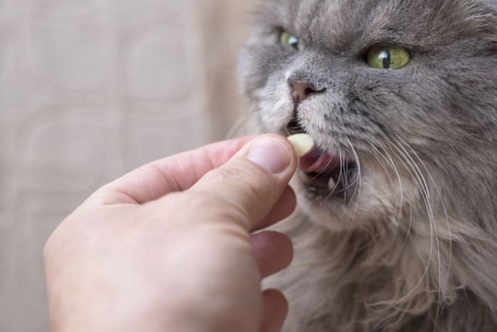 薬を飲む灰色猫