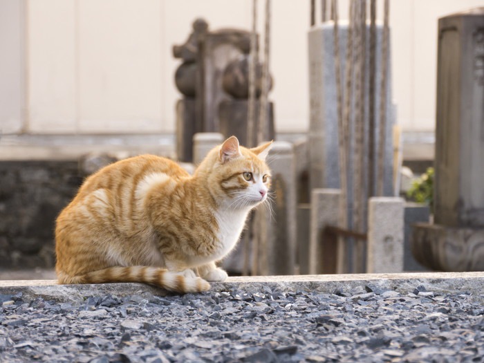 墓場にいる猫