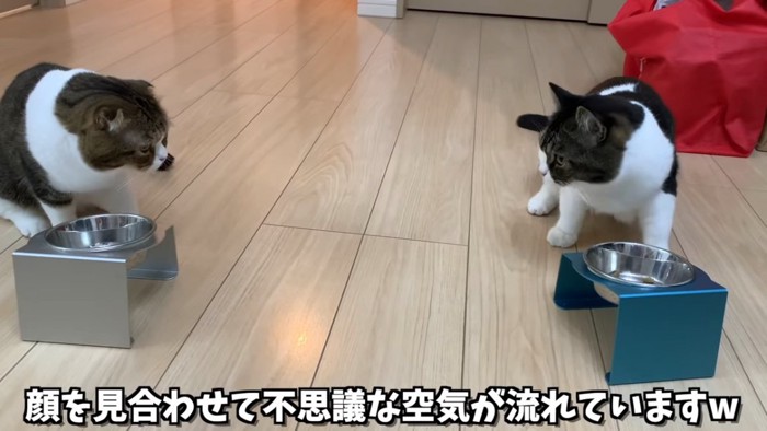 顔を見合わせる猫