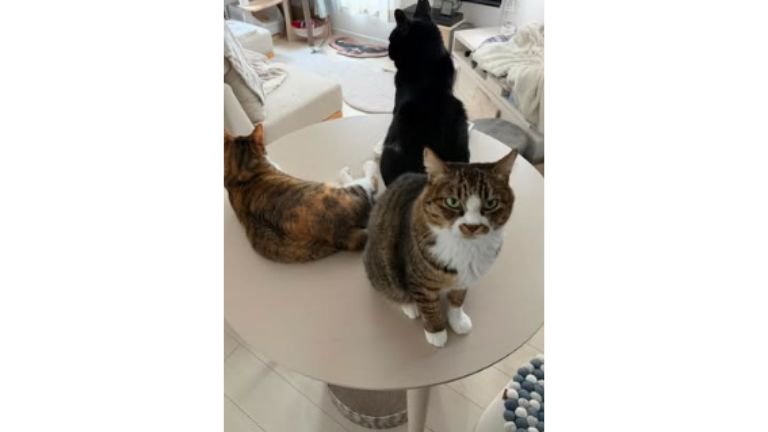 テーブルの上の猫