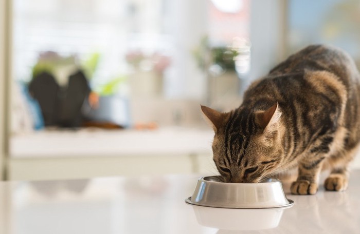 室内で餌を食べる猫