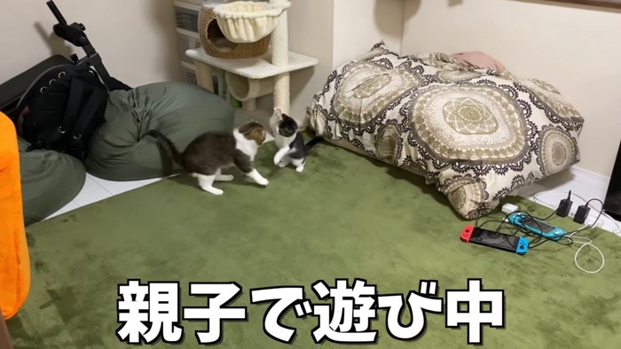 向かい合う猫の親子