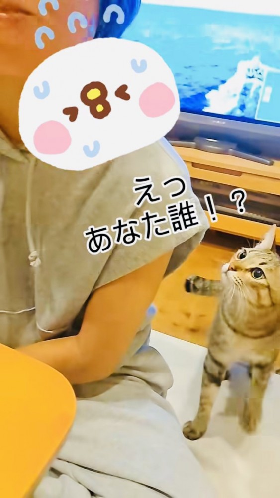 姪を見て驚くキジトラ猫