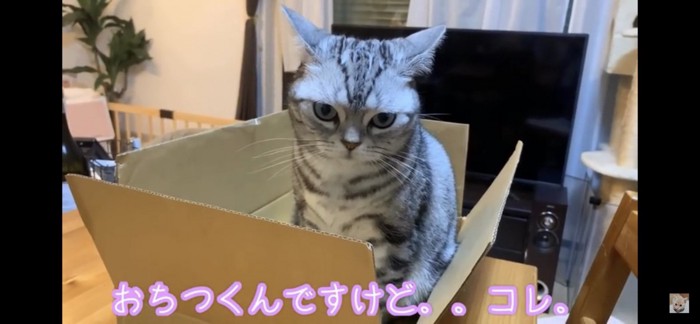 ダンボールに入る猫