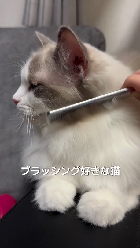 猫にコームを近づける飼い主