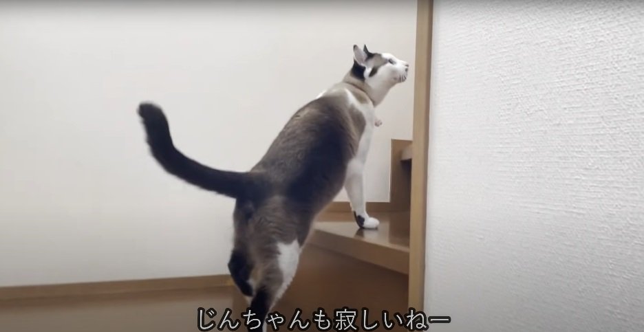 階段の上の猫